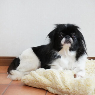 里親様決定！　キョロちゃん