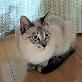 ポイントが可愛いシャム猫ミックス　