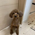 とても可愛いわんぱくトイプードルのチェイス君
