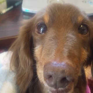 おっとりだけど、超甘えん坊なダックスのシナモン君