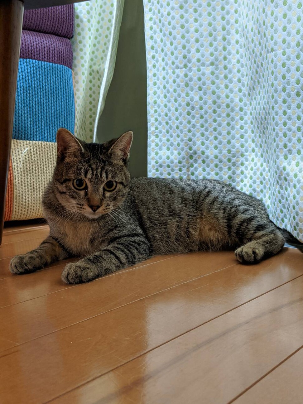 美形キジトラ　プリティーちゃん サムネイル3