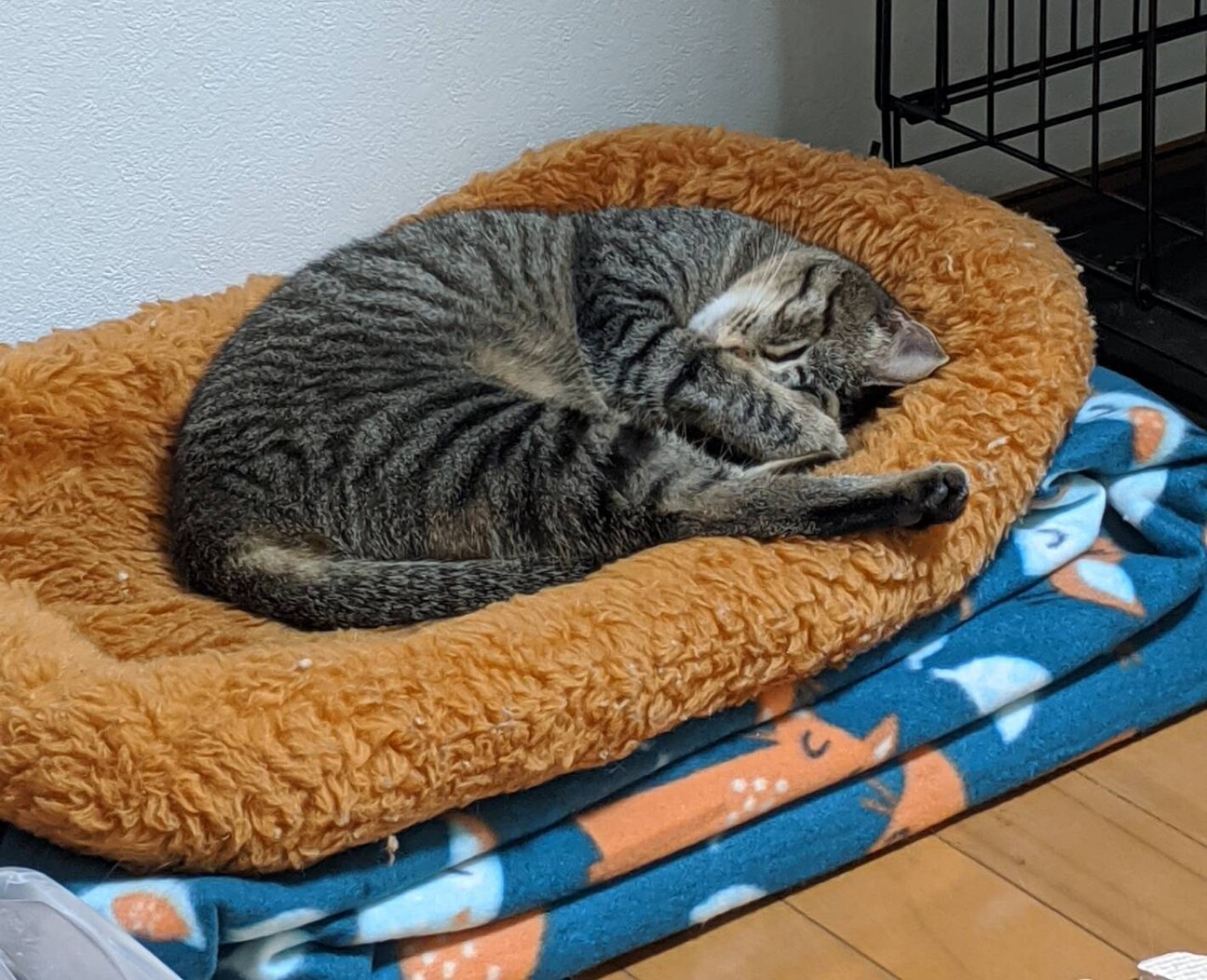 美形キジトラ　プリティーちゃん サムネイル6