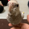 【急募】オカメインコさん2羽