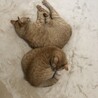 の写真