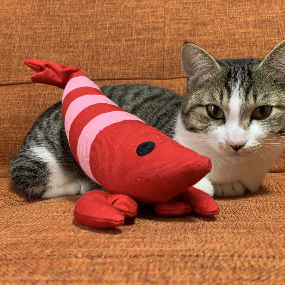 むぎのカバー写真