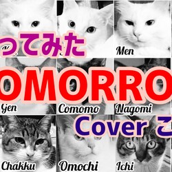 にゃんだろー光線で狂い遊ぶ猫達w