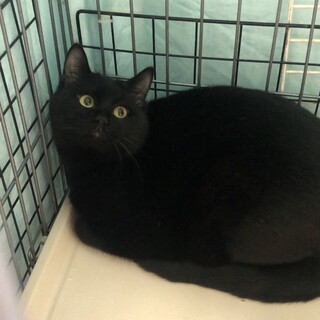 超SOS❗️まんまるまる綺麗な黒猫男子