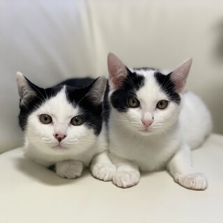 子猫2匹。3種ワクチン.ブロードライン済