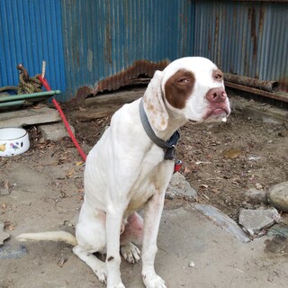 オスの迷い犬、ワイマラナー犬です。