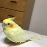 ひまわりおかゆさん