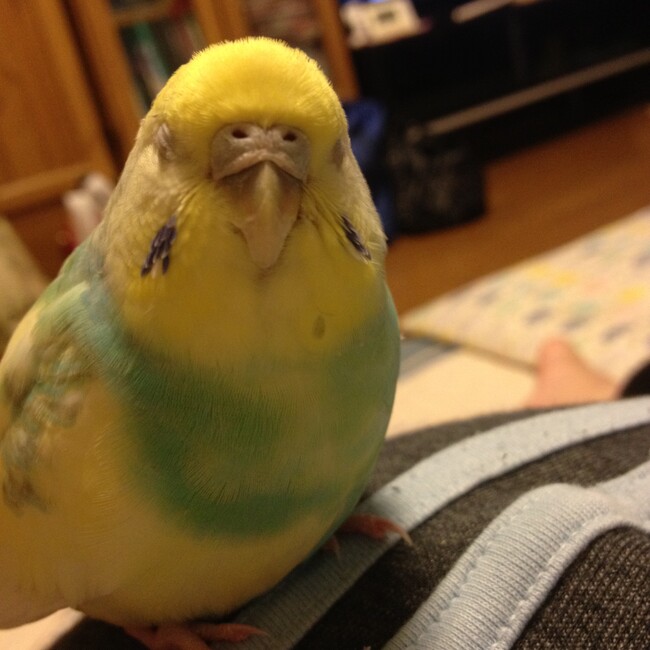 ひまわりおかゆのカバー写真