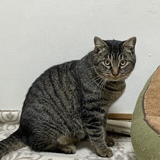 人懐こい野良猫ちゃんです