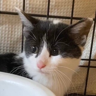 ゴロニャーン、ハチワレのロッシーちゃん