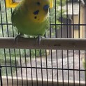 セキセイインコ　雄　3歳