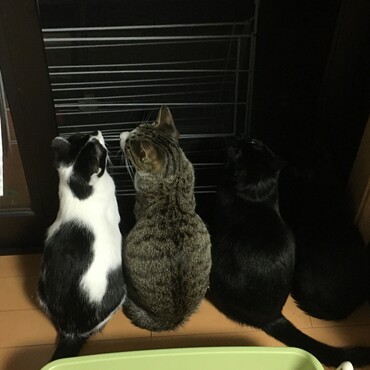 ゆめ　ゆき　ゆず