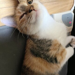 人好き甘えん坊！寂しがりやの三毛猫ちゃん