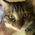 人懐っこい可愛い兄妹猫　不妊手術済み