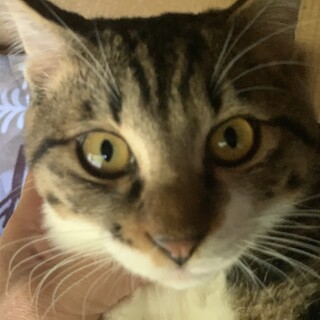 人懐っこい可愛い兄妹猫　不妊手術済み