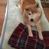 あき15歳