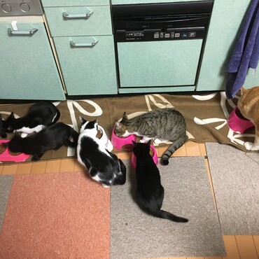 ごはんの時間