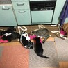 ごはんの時間