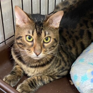 わんぱく坊主だけど穏やかな凛君