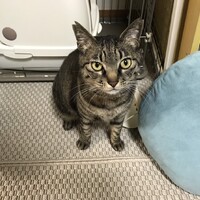 おにい