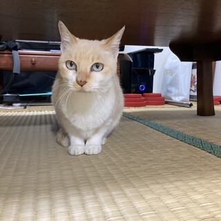 猫ちゃん里親募集中です