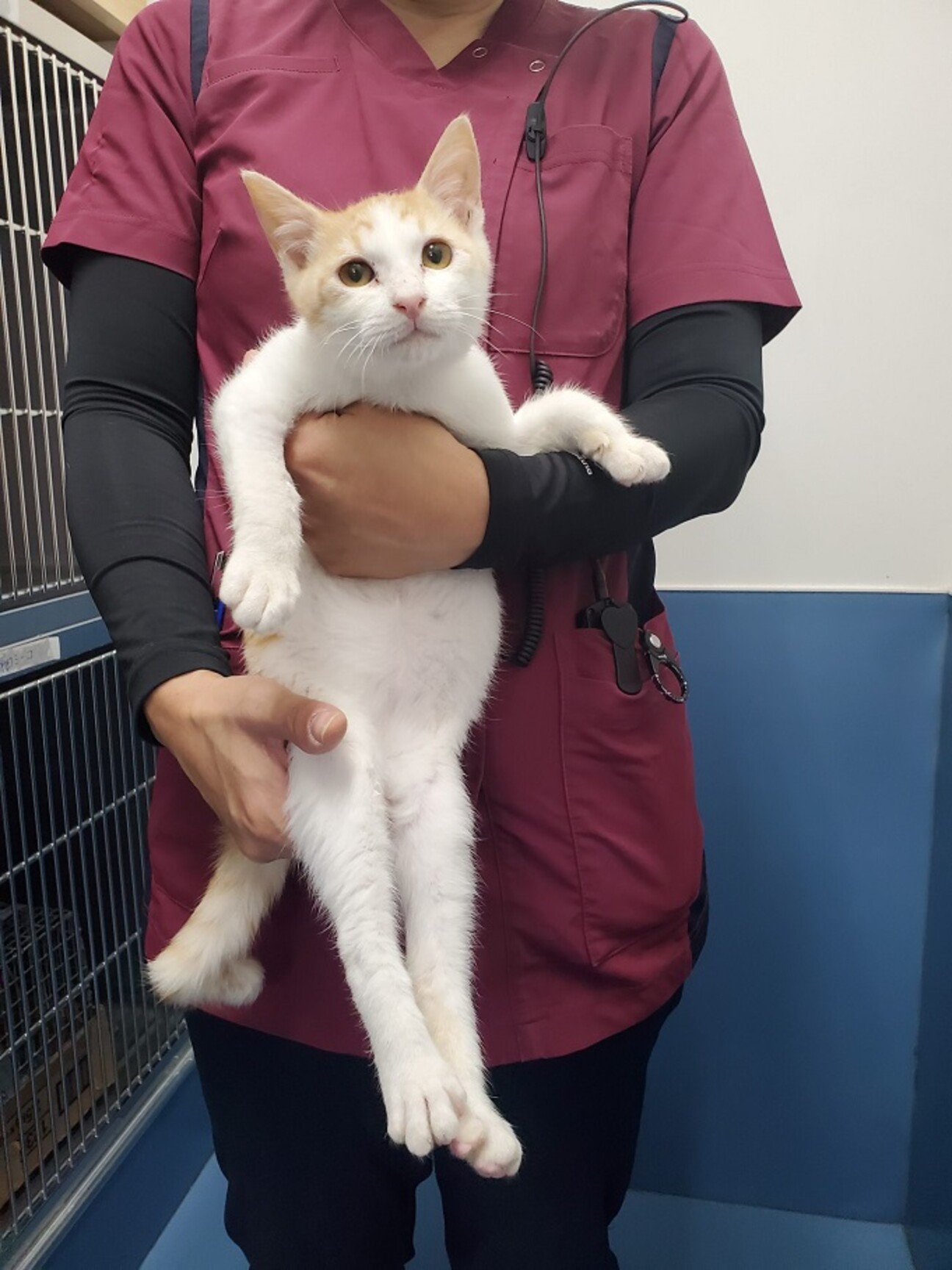 骨折している茶白の子猫 兵庫県 猫の里親募集 ペットのおうち 月間利用者150万人