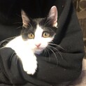 べたべたなつこく飼いやすい子猫です。
