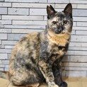 人が大好きサビ猫ちゃん