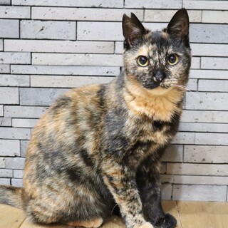 人が大好きサビ猫ちゃん