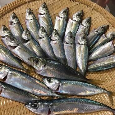 じぇいかんさん、チャムチャム〜風邪大丈夫？お見舞いのアジとサバでいい？