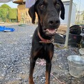 迷い犬のドーベルマン♀