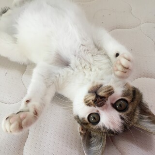 やんちゃで甘えんぼうな男の子です♡