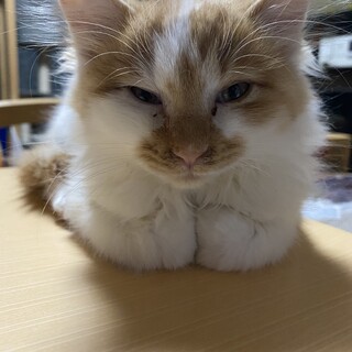 フワフワ長毛茶白君