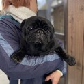 黒パグのべたあしちゃん