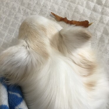 チャムちゃん、おかえり♡私の宝ものチャムちゃんにあげるために守ってるよ。元気になったら一緒に食べようね♪あざみ