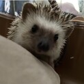 はりねずみ