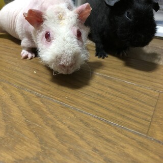 スキニーギニアピッグ3匹