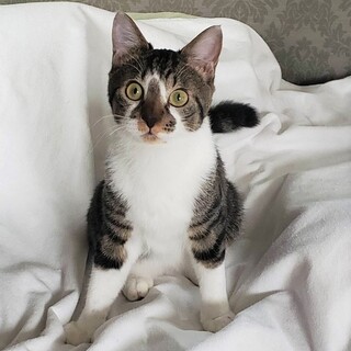 ビビりでびっくりお顔のキジ白君おうち募集中