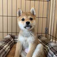 のあ