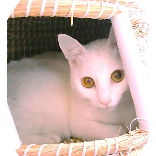 美少女顔の「チロリン」