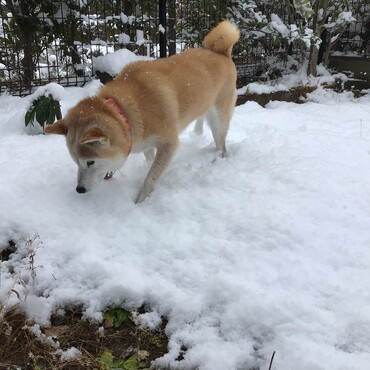 今年は早い(｀・ω・´)❄︎雪❄︎