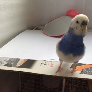 里親さん募集。