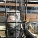 生後5ヶ月メスフェレット