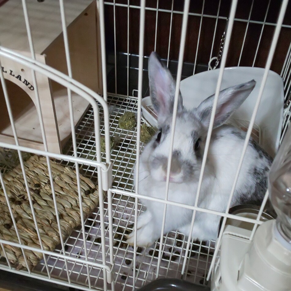 メルのカバー写真