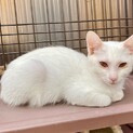 真っ白で小さめな可愛い子猫です。