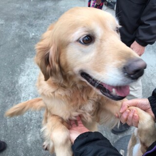 高齢飼い主レスキュー♥️キャロル