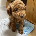 緊急です！